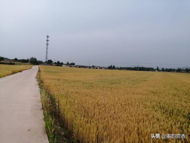 夏忙又开始了，割麦打麦成为永远的乡愁！70、80后的难忘岁月